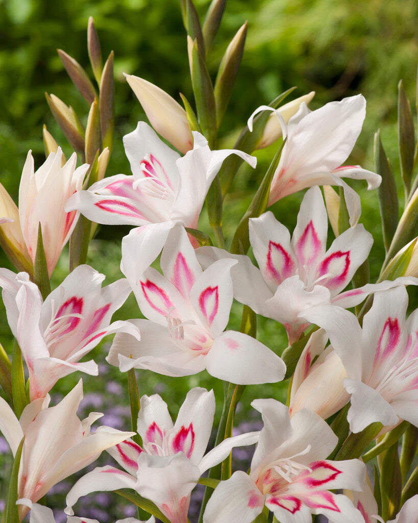 Gladiolus Nanus Nymph 10-pakning